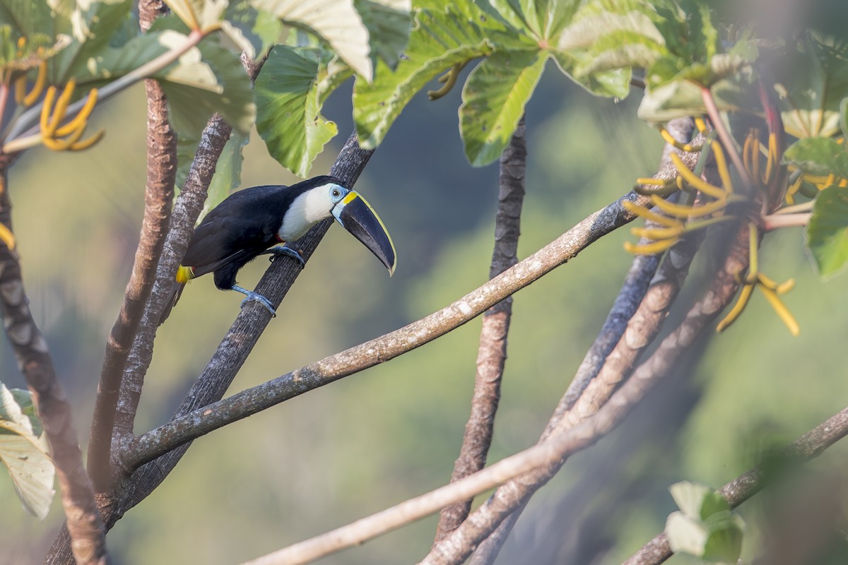 White-throated Toucan - ML641484114