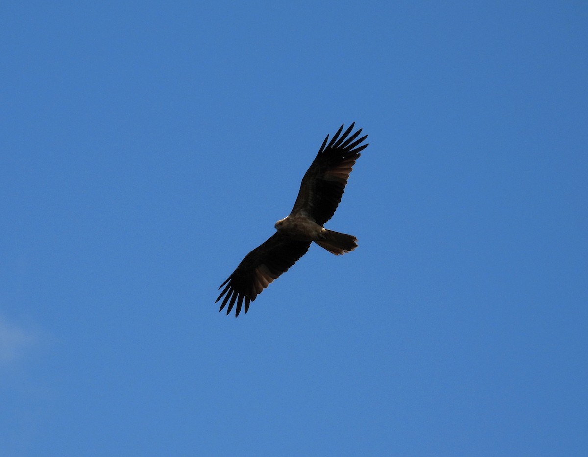 Whistling Kite - ML641484118