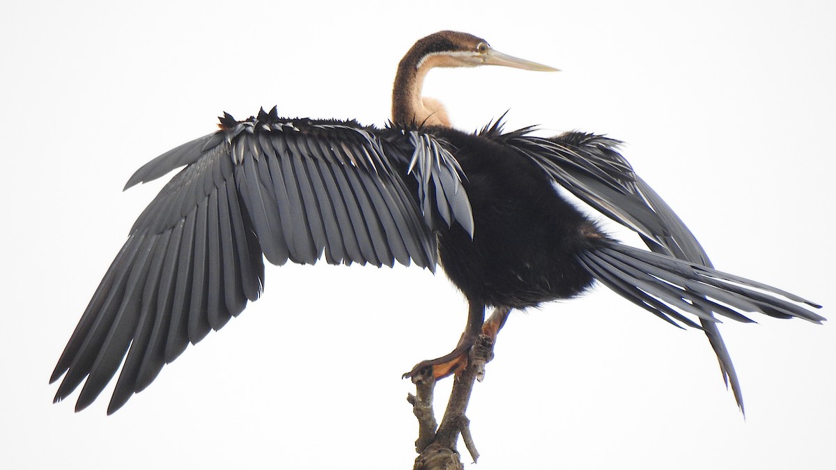 African Darter - ML641484136