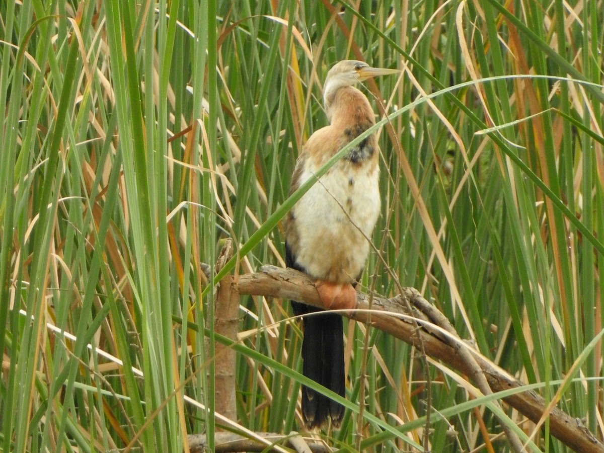 African Darter - ML641484137