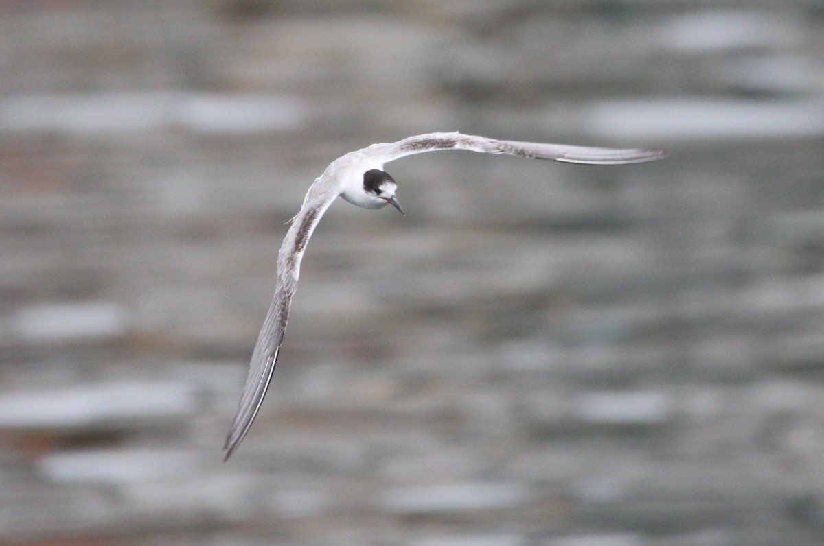 Common Tern - ML641484141