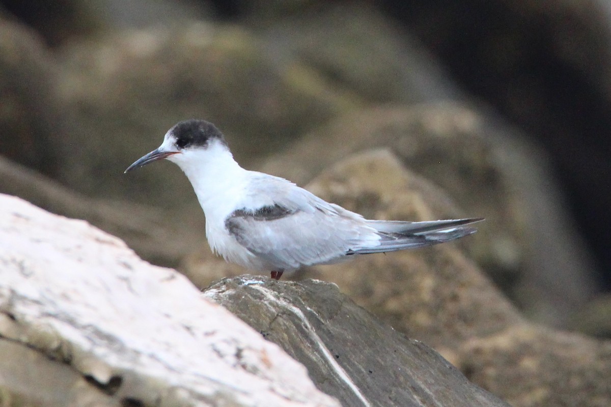 Common Tern - ML641484142