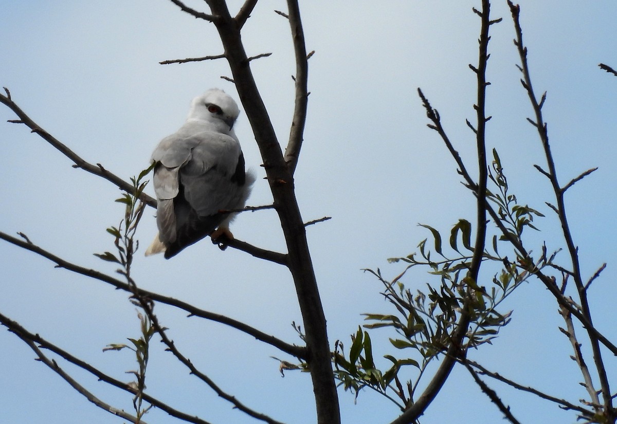 Black-shouldered Kite - ML641484167
