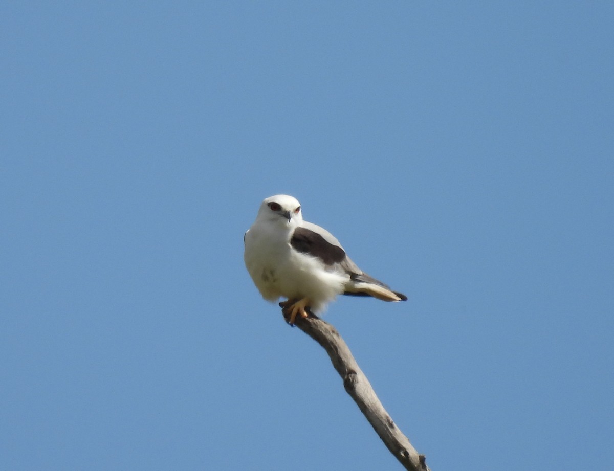 Black-shouldered Kite - ML641484173