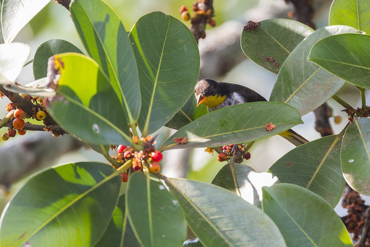 Yellow-backed Tanager - ML641484176