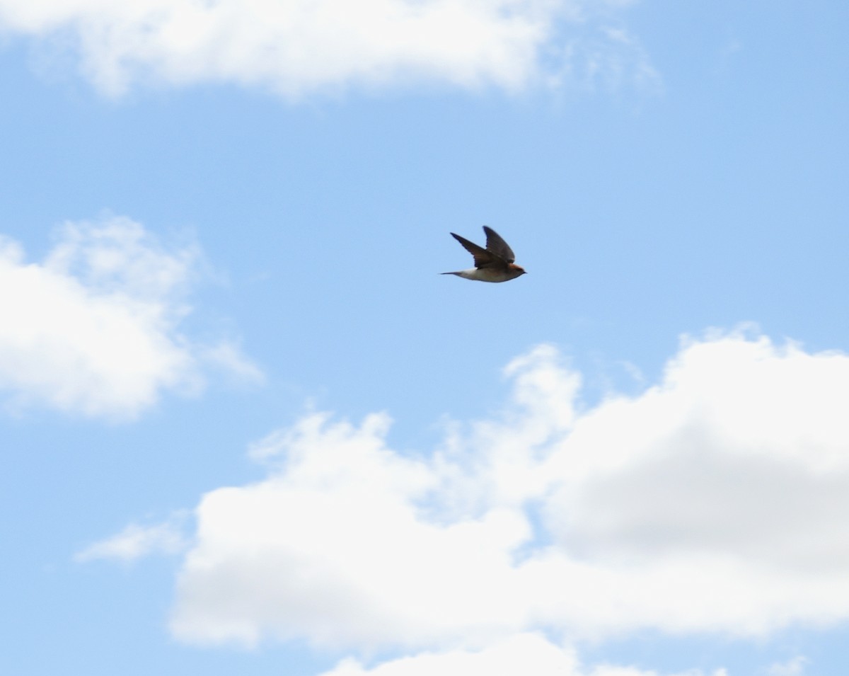 Fairy Martin - ML641484179