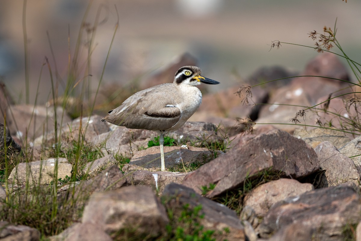 Great Thick-knee - ML641484181