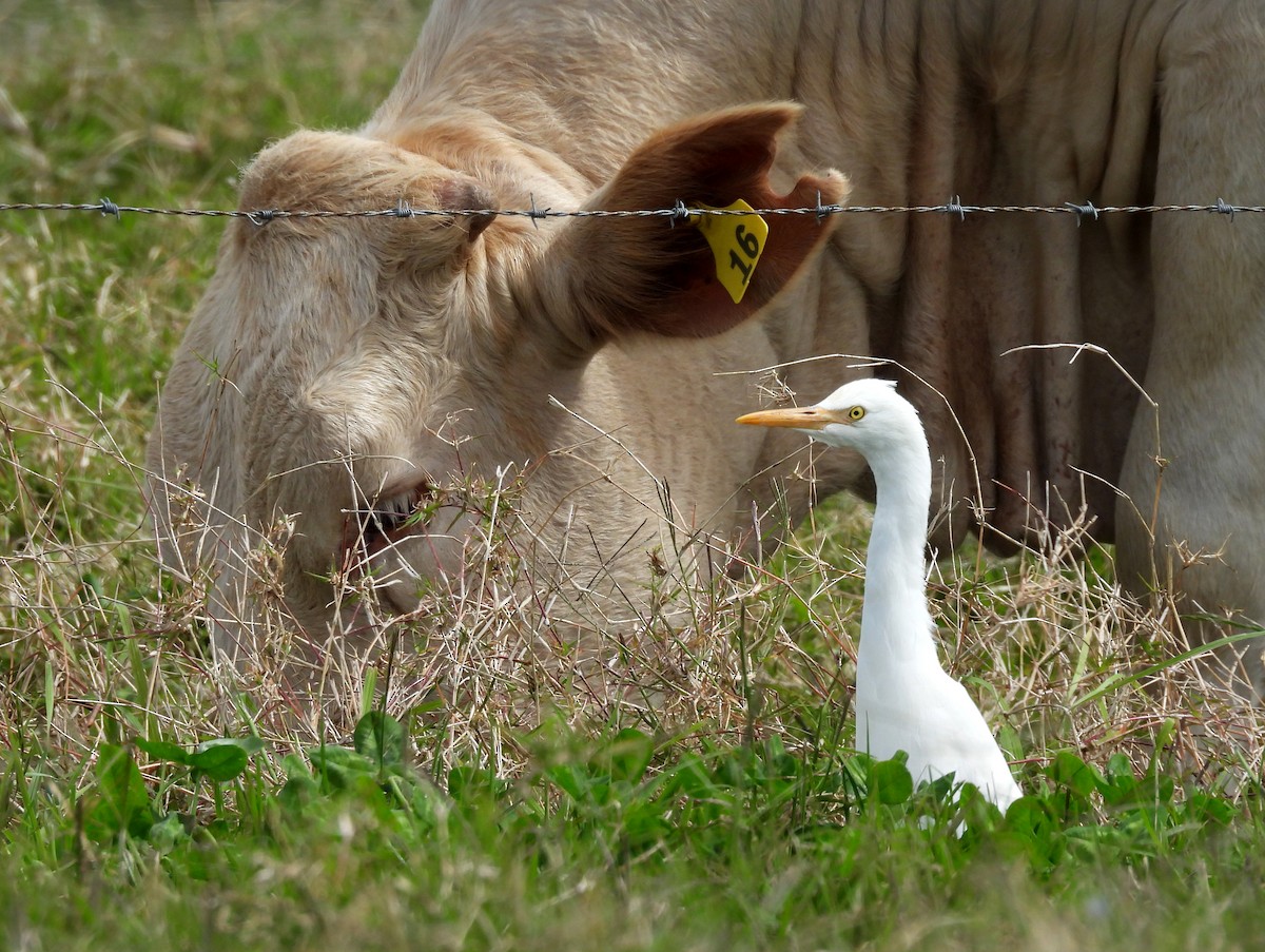 Eastern Cattle-Egret - ML641484189