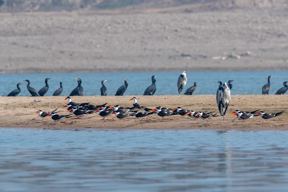Indian Skimmer - ML641484190