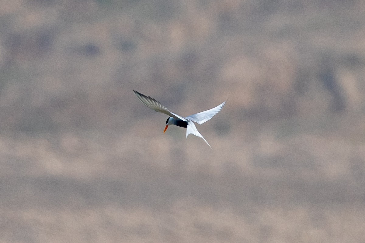 Black-bellied Tern - ML641484191