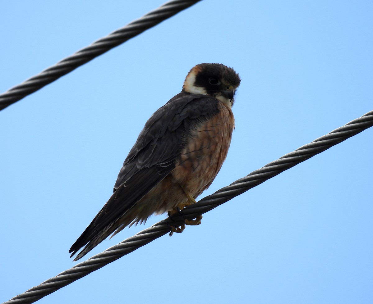 Australian Hobby - ML641484192
