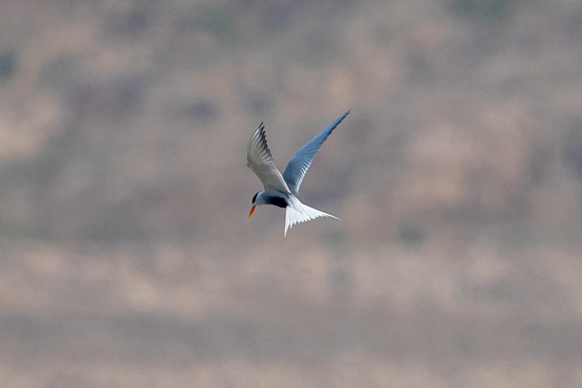 Black-bellied Tern - ML641484193