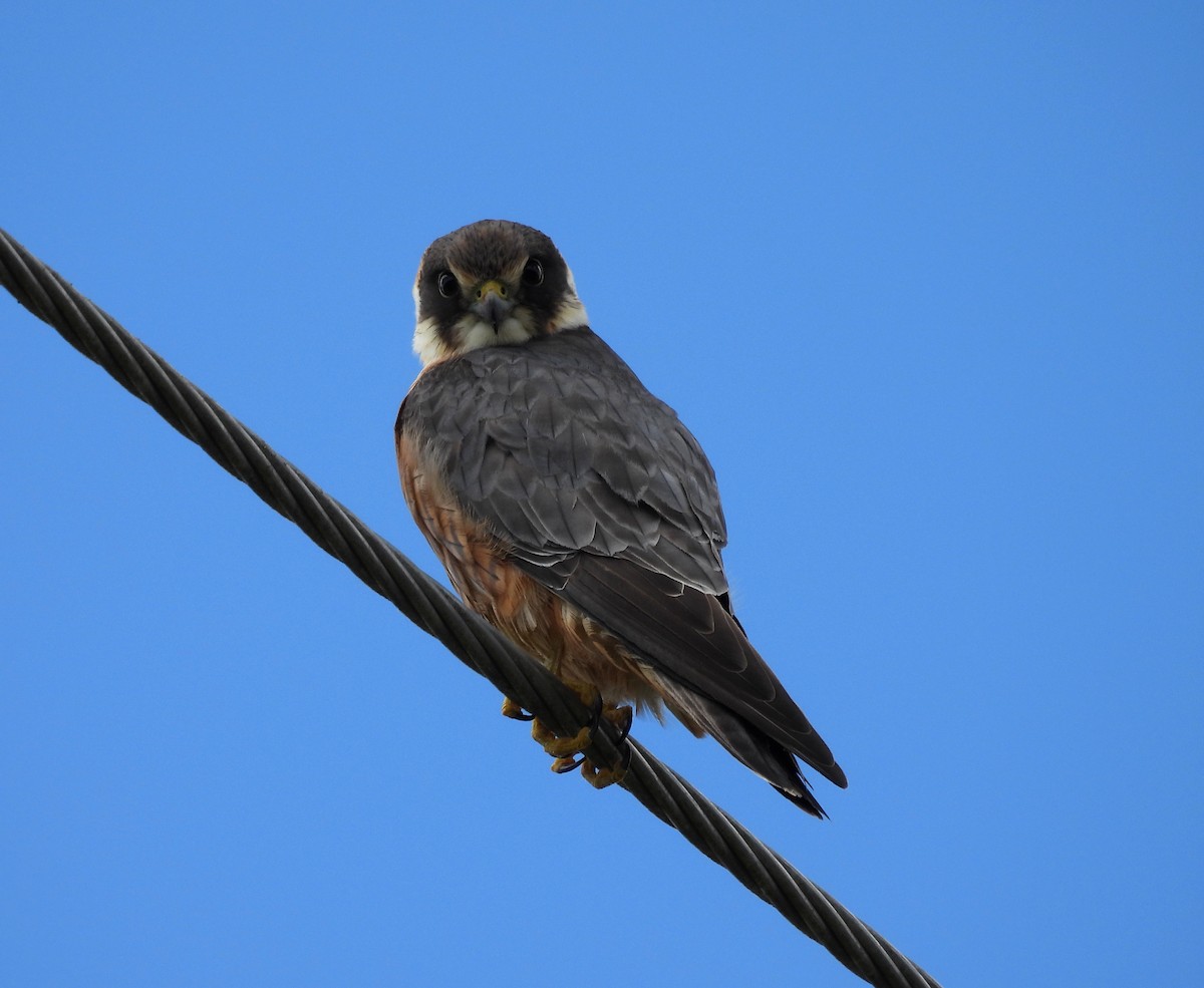 Australian Hobby - ML641484197