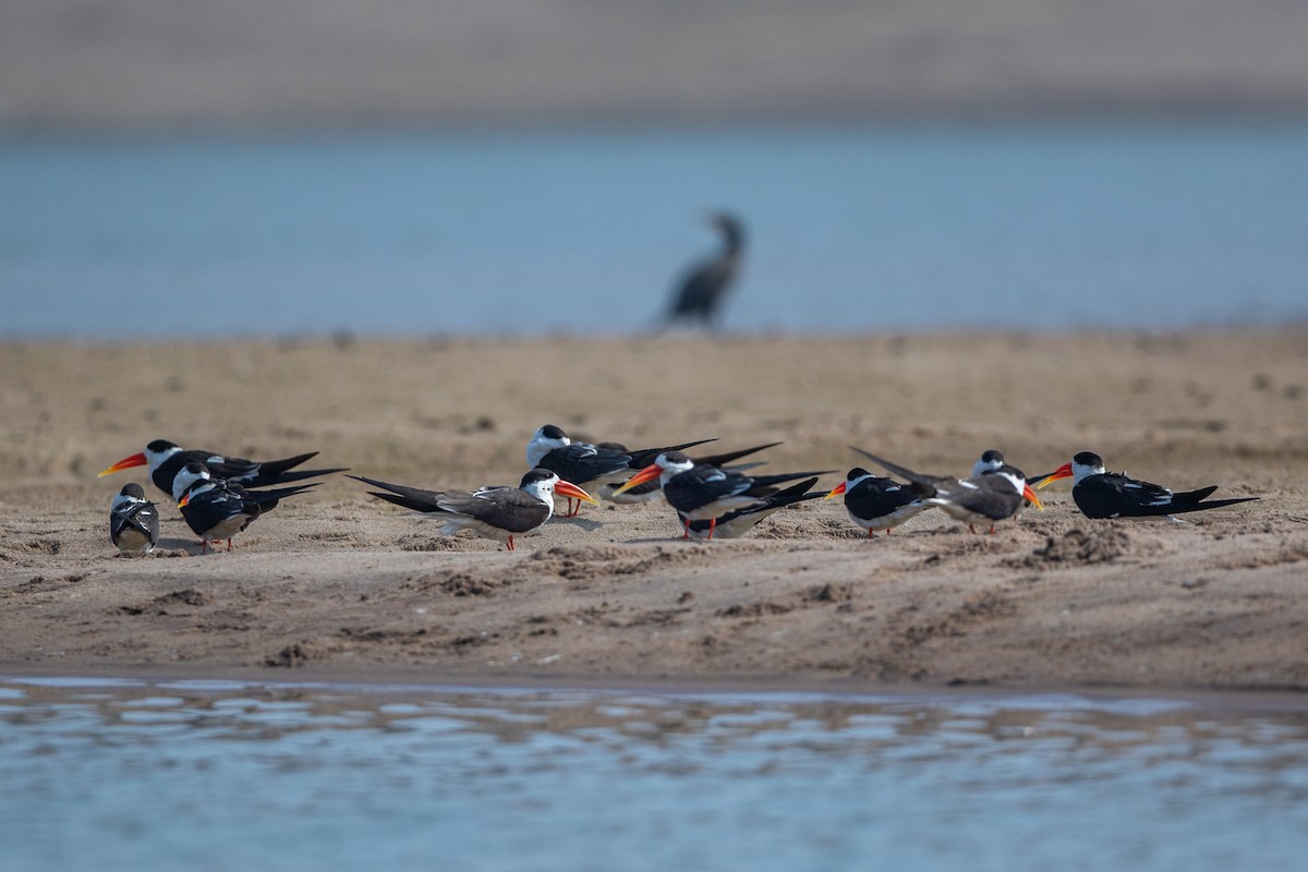 Indian Skimmer - ML641484199