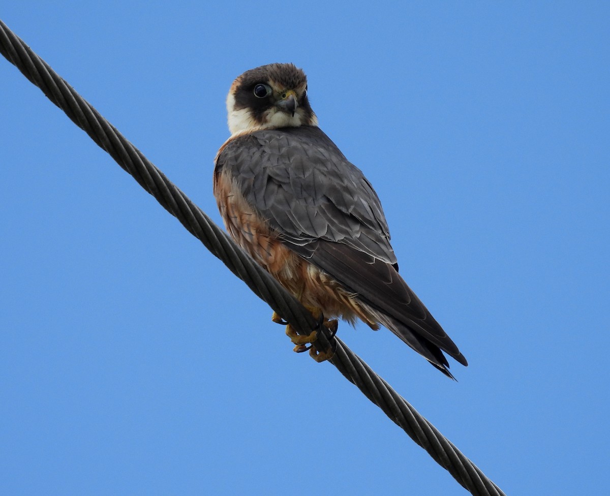 Australian Hobby - ML641484200