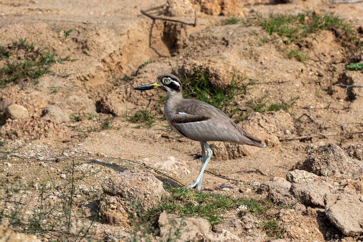 Great Thick-knee - ML641484202
