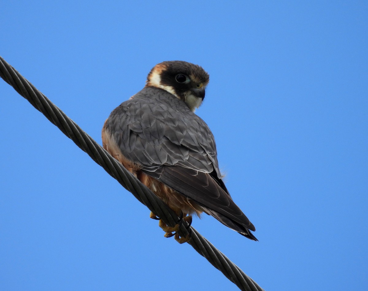 Australian Hobby - ML641484204