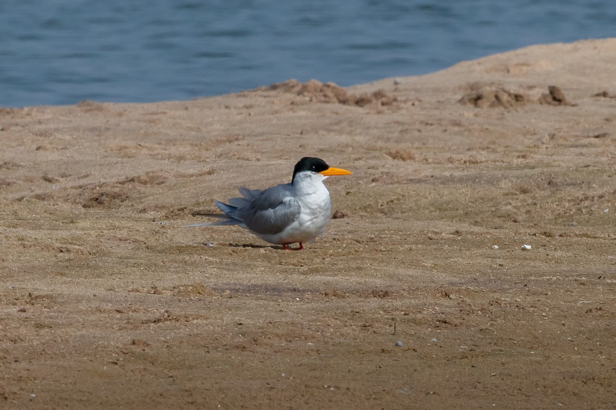 River Tern - ML641484206