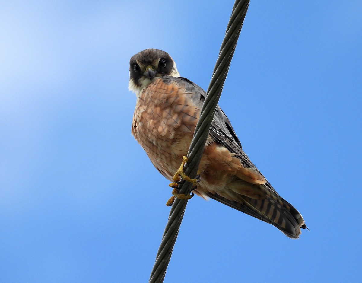 Australian Hobby - ML641484208