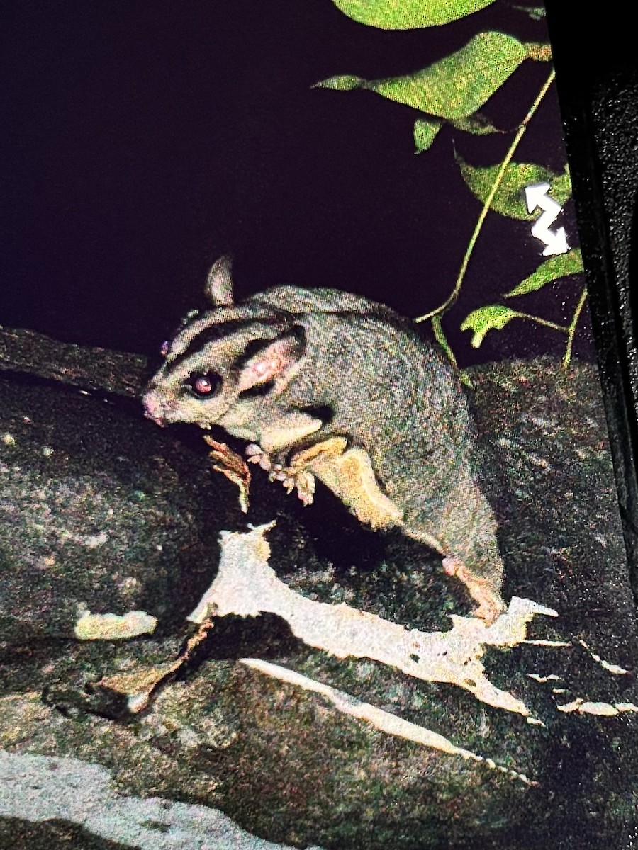 Squirrel Glider - ML641484209