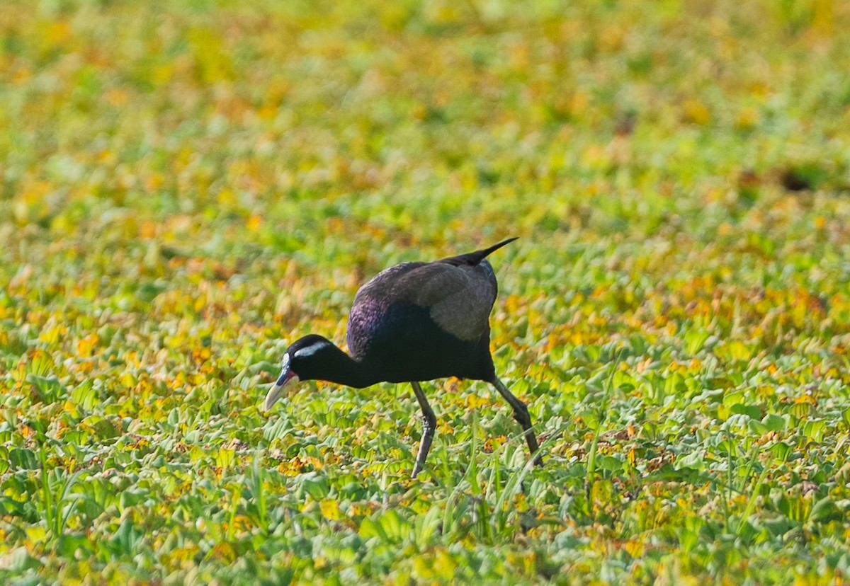 Bronze-winged Jacana - ML641484278