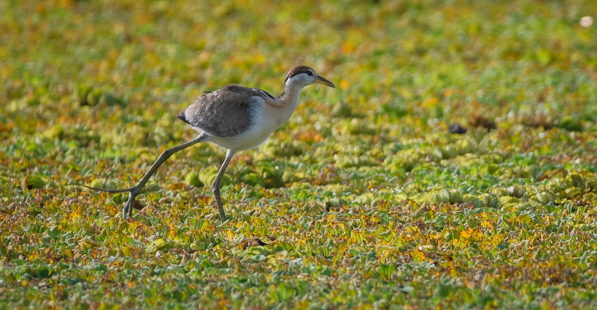 Bronze-winged Jacana - ML641484279