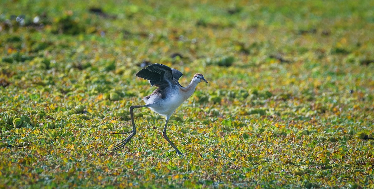 Bronze-winged Jacana - ML641484280