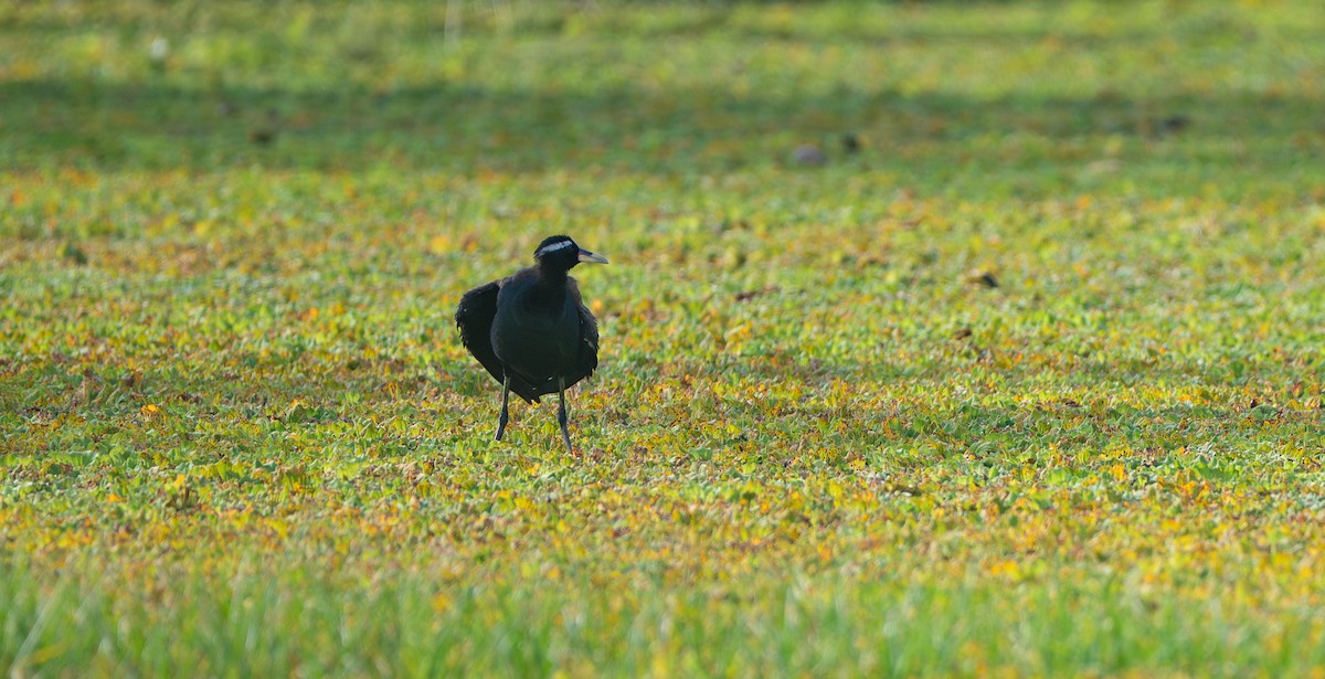 Bronze-winged Jacana - ML641484281