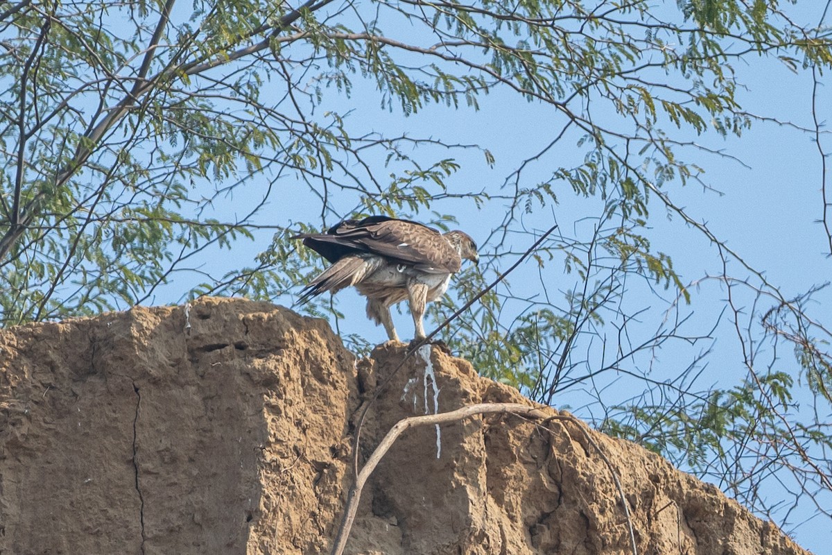 Bonelli arranoa - ML641484285