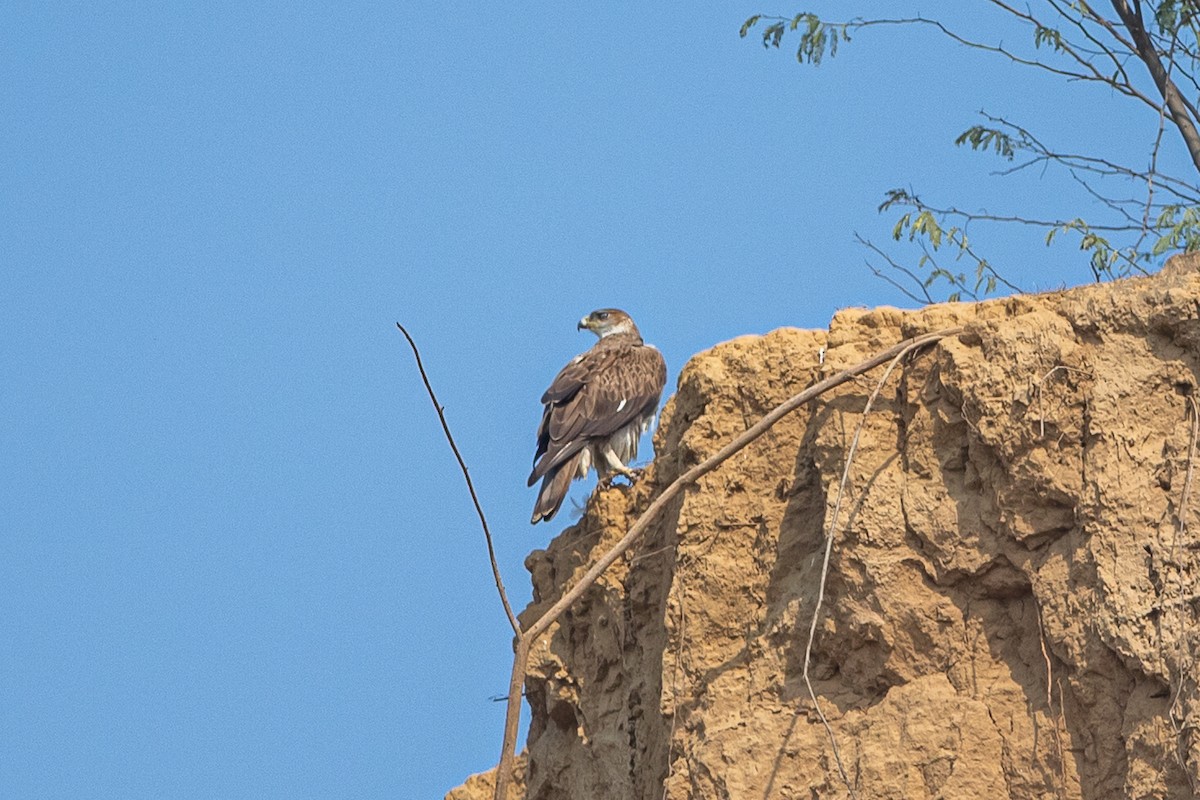 Bonelli arranoa - ML641484290