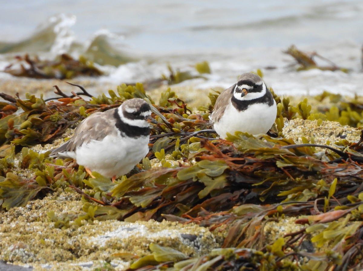 Common Ringed Plover - ML641484322