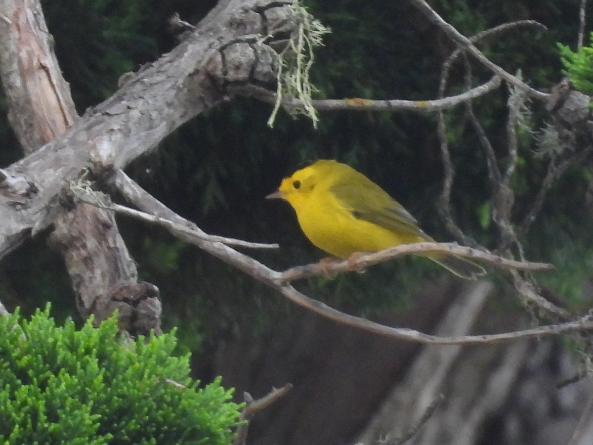 Wilson's Warbler - ML641484437