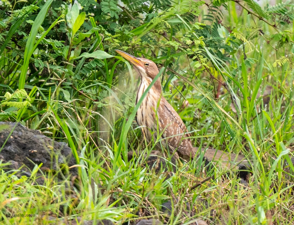 Cinnamon Bittern - ML641484447