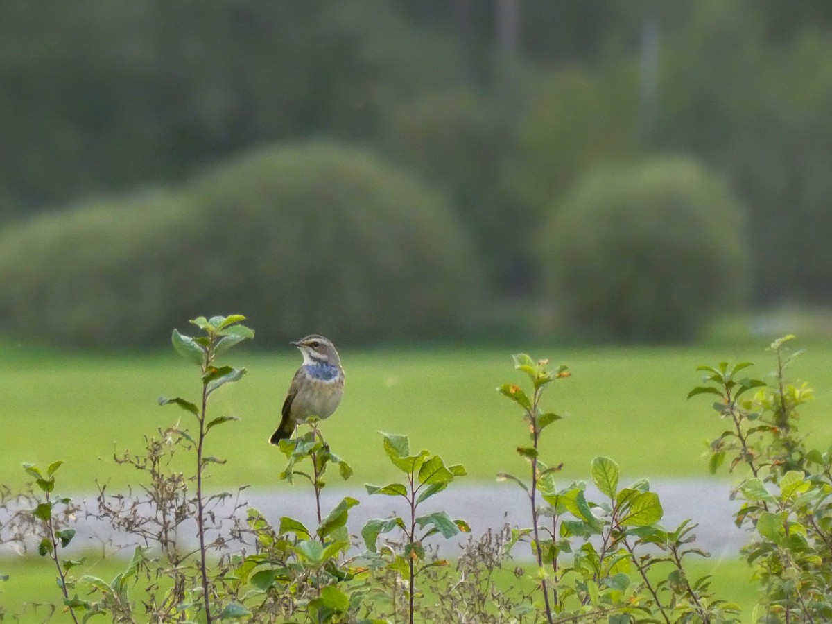 Bluethroat - ML641484475