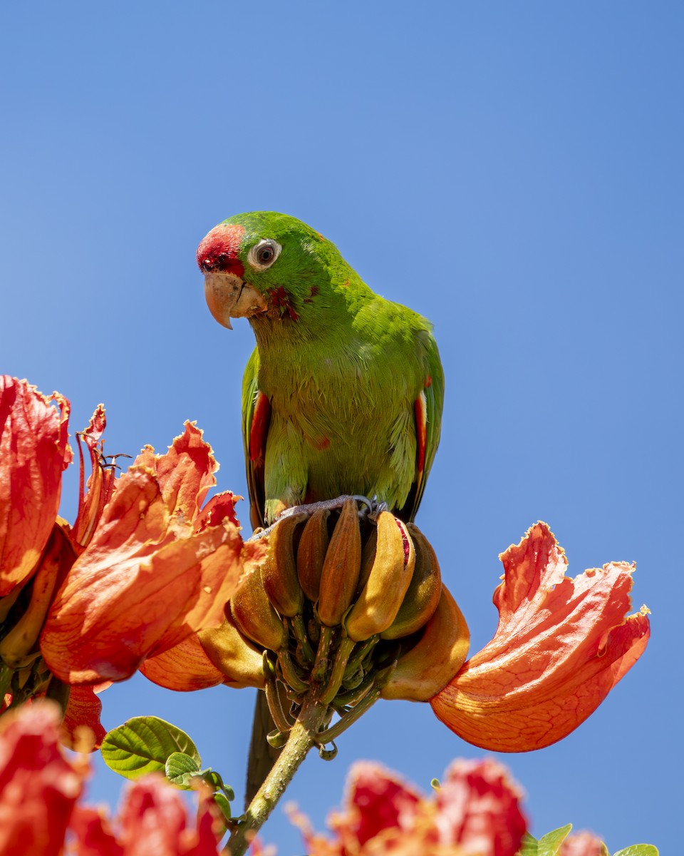 Crimson-fronted Parakeet - ML641484484