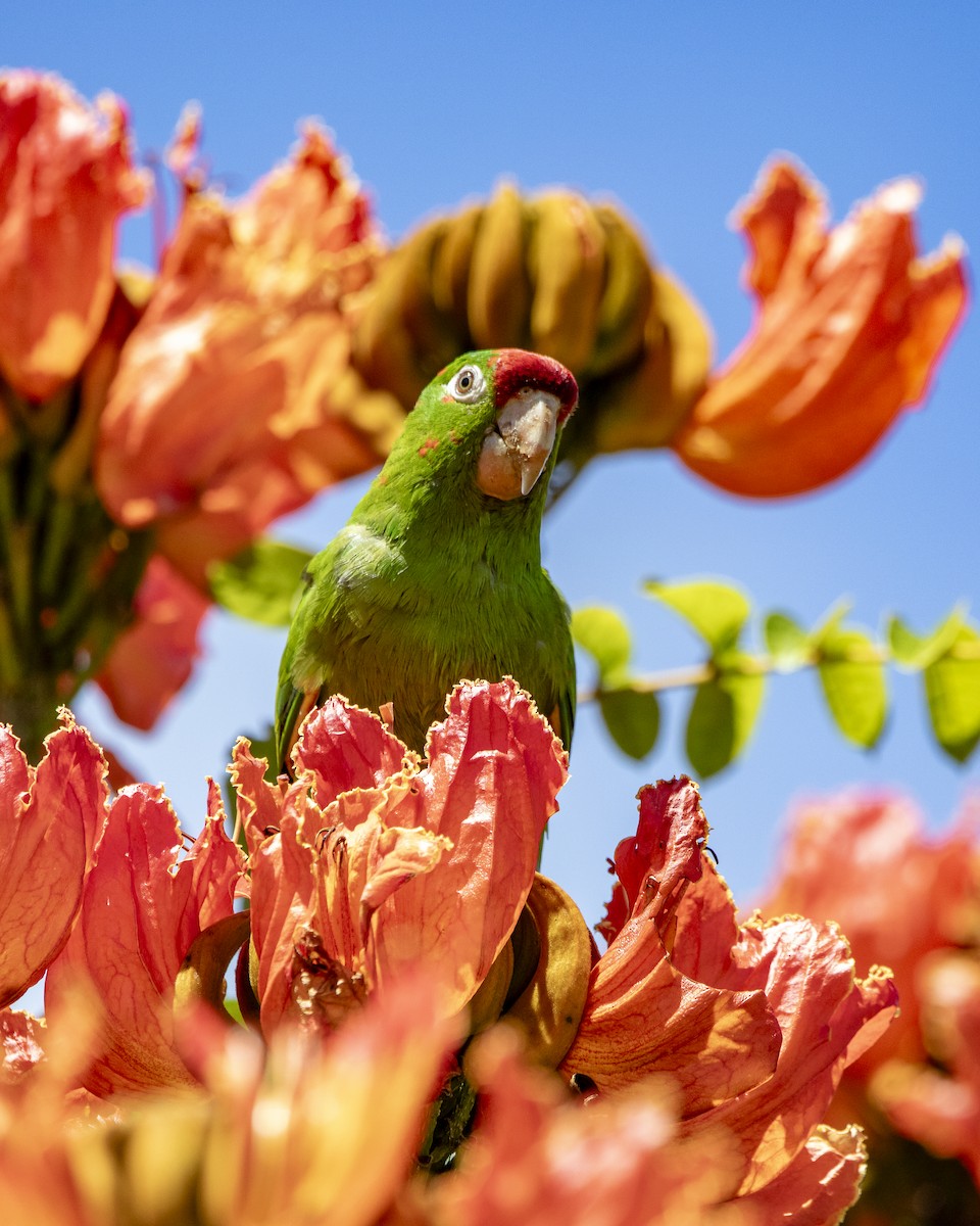 Crimson-fronted Parakeet - ML641484485