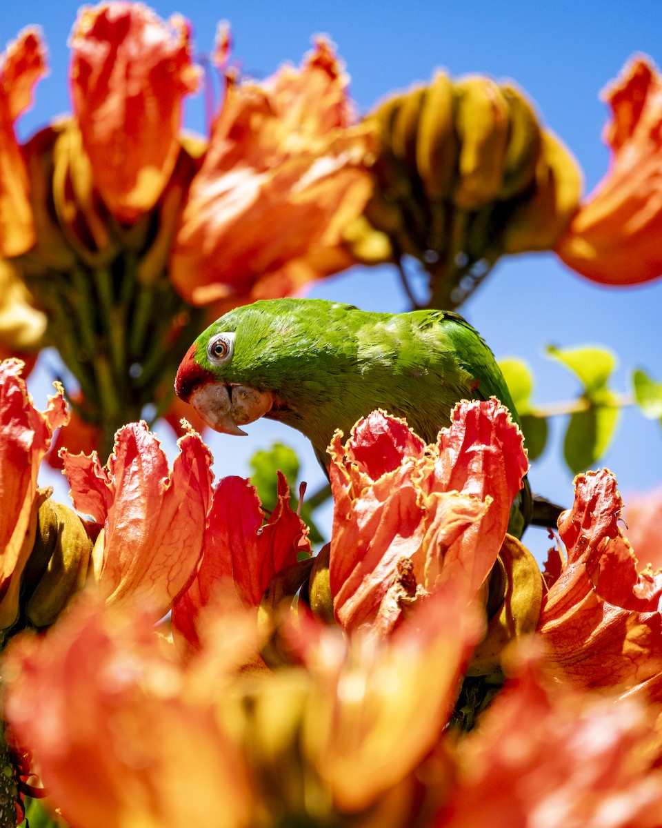 Crimson-fronted Parakeet - ML641484486