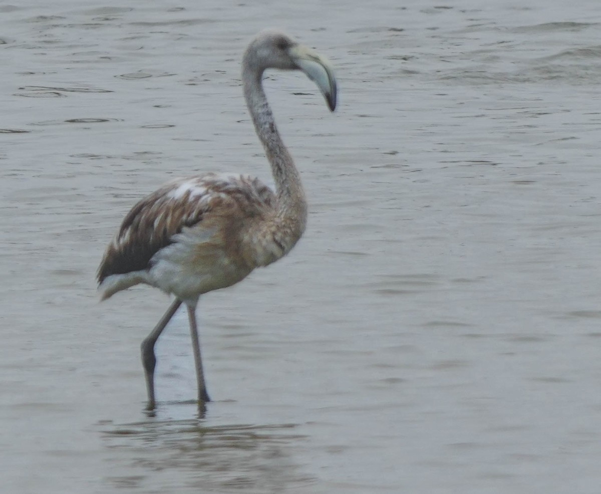 Greater Flamingo - ML641484488