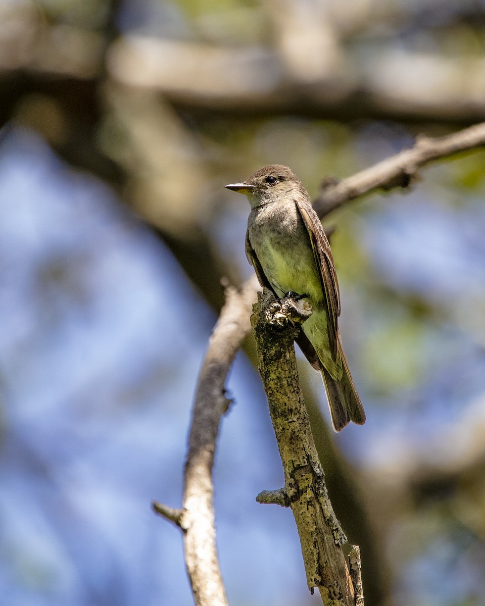 Eastern Wood-Pewee - ML641484491