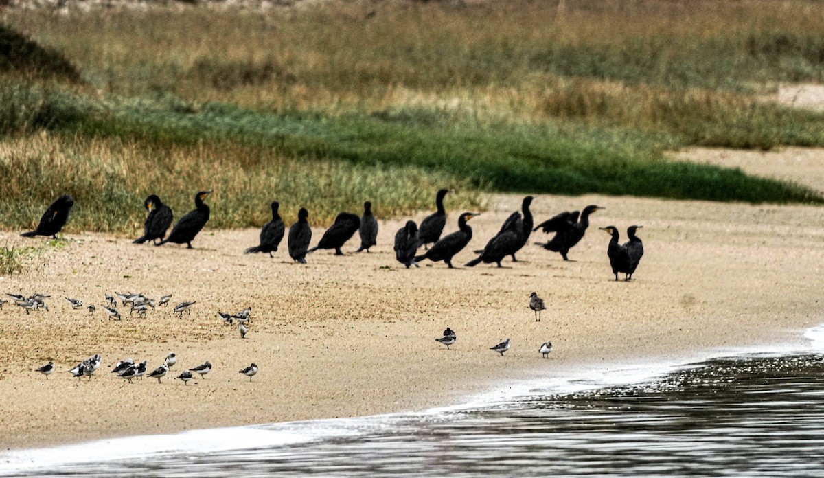 Great Cormorant - ML641484492