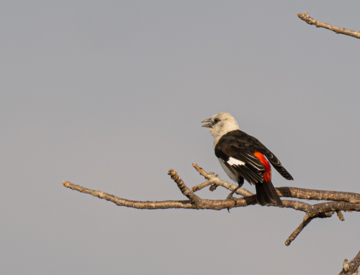 White-headed Buffalo-Weaver - ML641484499