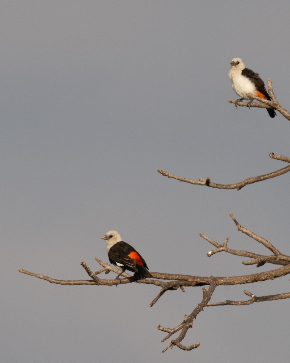 White-headed Buffalo-Weaver - ML641484500