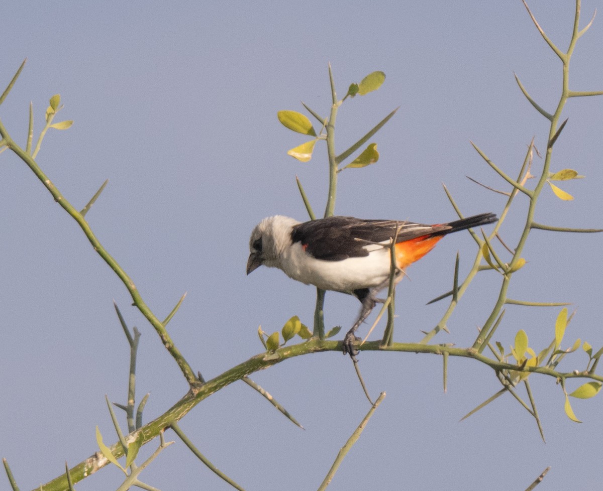 White-headed Buffalo-Weaver - ML641484501