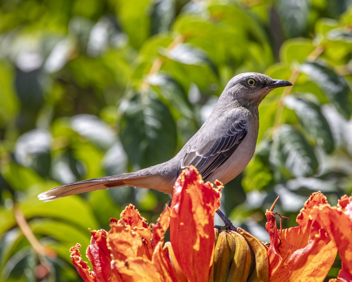 Tropical Mockingbird - ML641484502