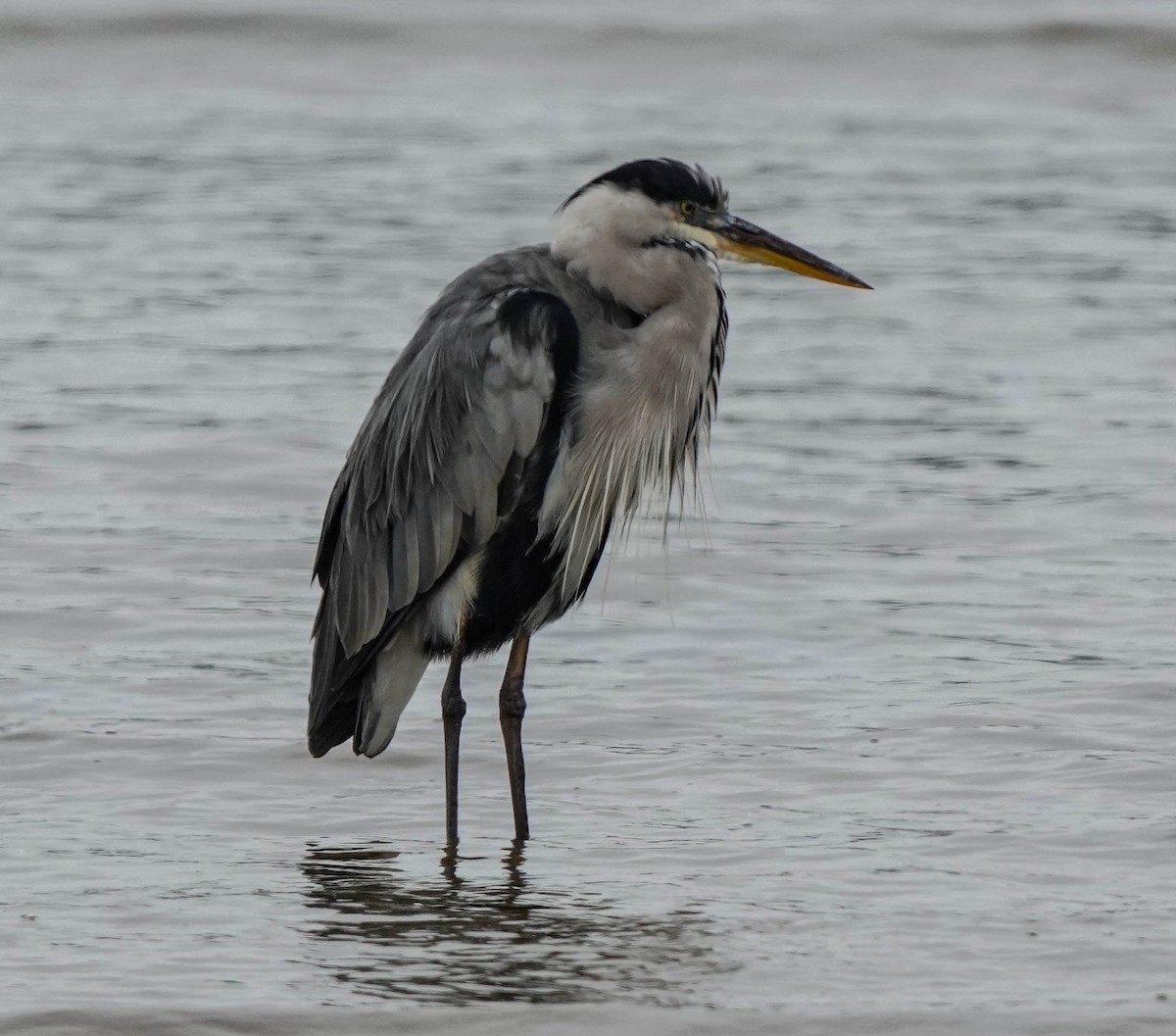 Gray Heron - ML641484506