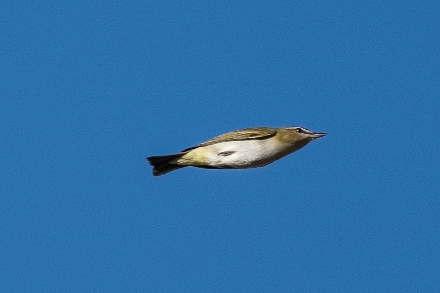 Rotaugenvireo - ML641484536