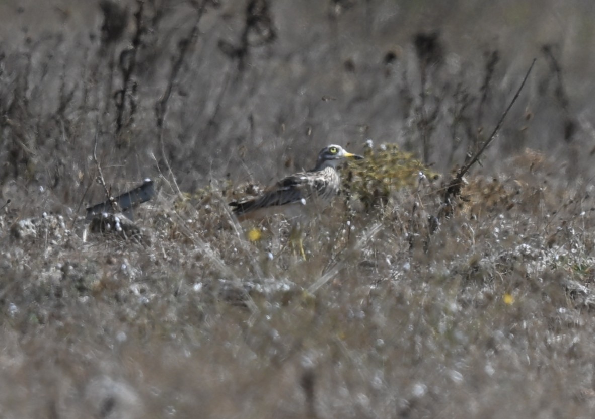 Эгэл шарандан - ML641484574