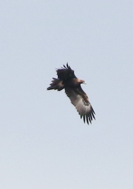 Aigle d'Australie - ML641484579