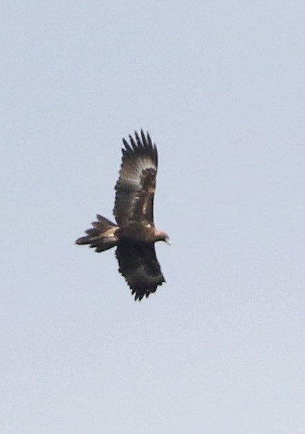 Aigle d'Australie - ML641484580