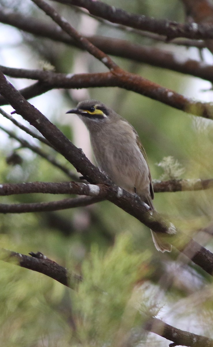 Yellow-faced Honeyeater - ML641484589